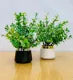 Artificial Wild Plant with Black / White Pot | Washable | Best Used for Home Purposes and Office Decoration Table Top home decoration items flowers Showpiece for home decoration