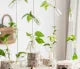 New Set of 8 Rope Hanging Small Glass Bud Vase Without Money Plants , Decorative Hanging Glass Plants Vases, Small Hanging Vases, Home Decor, Housewarming Gift