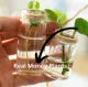 New Set of 8 Rope Hanging Small Glass Bud Vase Without Money Plants , Decorative Hanging Glass Plants Vases, Small Hanging Vases, Home Decor, Housewarming Gift